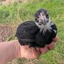 silkie and pekin chicks Image 7
