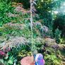 Japanese Acer Maple varieties Image 8