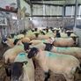 Hogget Ewes Image 3