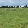 Store lambs Image 3