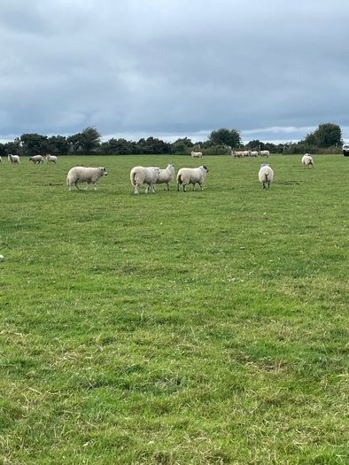 Store lambs