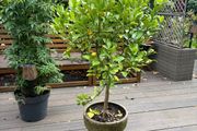 Extra large 130cm high x 75cm diameter very established calamondin citrus tree in weathered terracotta pot