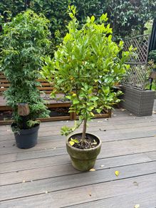 Extra large 130cm high x 75cm diameter very established calamondin citrus tree in weathered terracotta pot