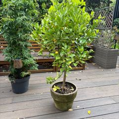 Extra large 130cm high x 75cm diameter very established calamondin citrus tree in weathered terracotta pot