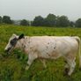 Calves Image 7