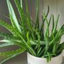 aloe vera plant Image 2