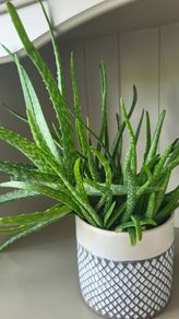 aloe vera plant