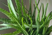 aloe vera plant