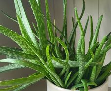 aloe vera plant