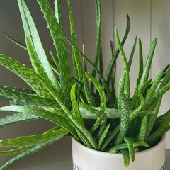 aloe vera plant