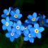 forgetmenot