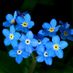 forgetmenot