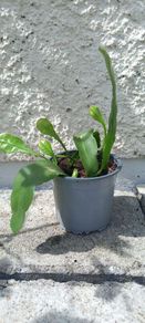 Epiphyllum oxypetalum Queen of the Night