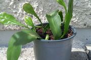 Epiphyllum oxypetalum Queen of the Night