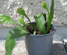 Epiphyllum oxypetalum Queen of the Night