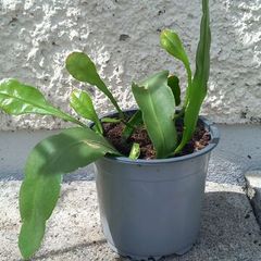 Epiphyllum oxypetalum Queen of the Night