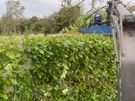 hedge cutting Image 2
