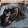 kitten Image 2