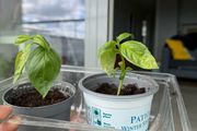 basil plants