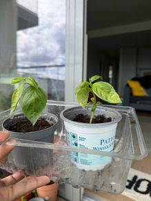 basil plants