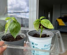 basil plants