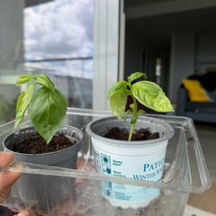 basil plants