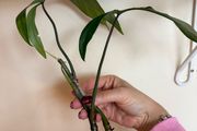 houseplant Philodendron 69686 top cuttings