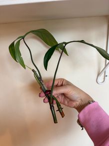 houseplant Philodendron 69686 top cuttings