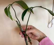 houseplant Philodendron 69686 top cuttings
