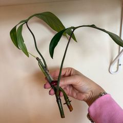 houseplant Philodendron 69686 top cuttings