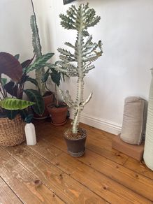 Euphorbia white ghost