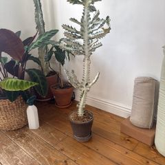 Euphorbia white ghost