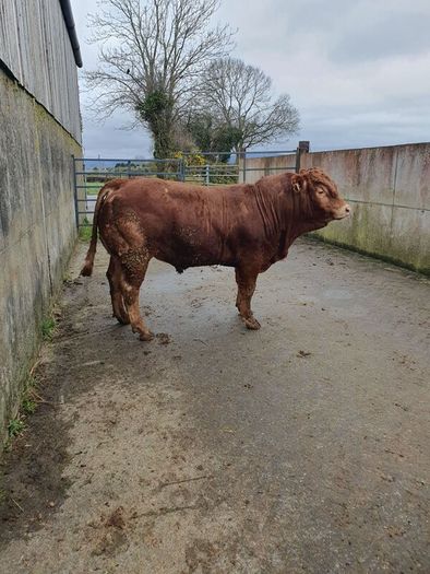 Purebred Limousin bulls/heifers for sale