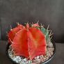 Variegated gymnocalycium mihanovichii cactus Image 3