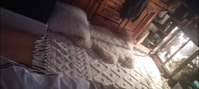 large rug