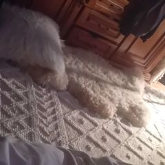 large rug