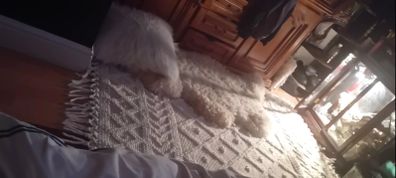 large rug