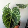 Anthurium Crystallinum Plant Image 5