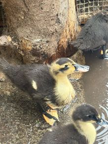 Ducklings