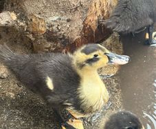 Ducklings