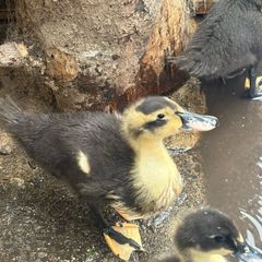 Ducklings