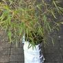 Clumping bamboo plant Image 2