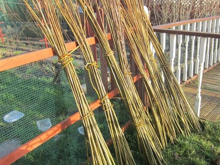 Willow Rods for weaving furniture, borders, baskets, fences, tunnels