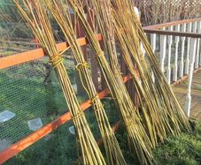 Willow Rods for weaving furniture, borders, baskets, fences, tunnels