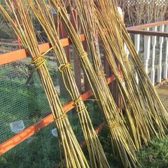 Willow Rods for weaving furniture, borders, baskets, fences, tunnels
