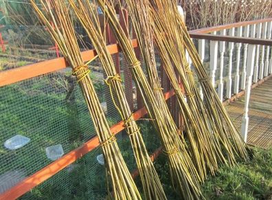 Willow Rods for weaving furniture, borders, baskets, fences, tunnels