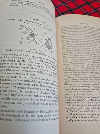 Injurious insects by Ormerod 16th report original Antique book