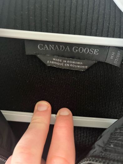 canada goose