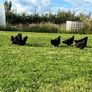 Unrelated breeding pairs of Australorp Image 2
