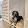 Dog Create XL, bespoke handcrafted Image 2